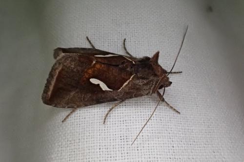 Macdunnoughia confusa